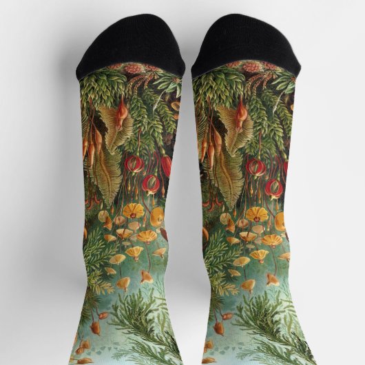  Muscinae, Mos Planten door Ernst Haeckel Sokken (Top)