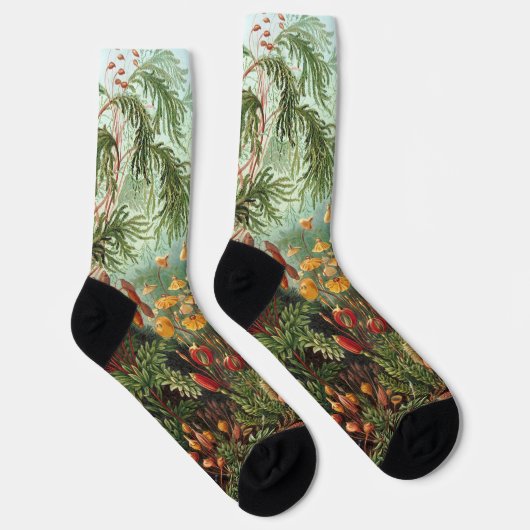  Muscinae, Mos Planten door Ernst Haeckel Sokken (Rechts)