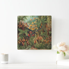 Muscinae, Mos Planten door Ernst Haeckel Vierkante Klok