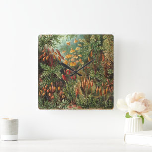  Muscinae, Mos Planten door Ernst Haeckel Vierkante Klok