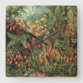 Muscinae, Mos Planten door Ernst Haeckel Vierkante Klok (Voorkant)