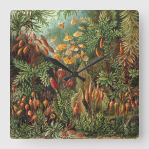 Muscinae, Mos Planten door Ernst Haeckel Vierkante Klok