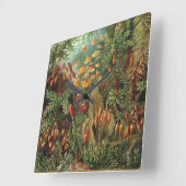 Muscinae, Mos Planten door Ernst Haeckel Vierkante Klok (Hoek)