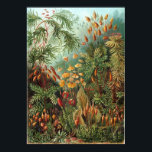 Muscinae Poster<br><div class="desc">Een kleur bord van de "Kunstformen der Natur" van Ernst Haeckel (1904),  waarin als Muscinae ingedeelde organismen zijn afgebeeld.</div>