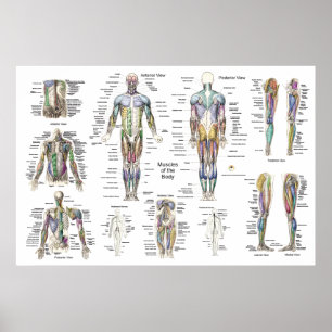 Muscle Anatomy Poster Anterior, Posterior, & Deep