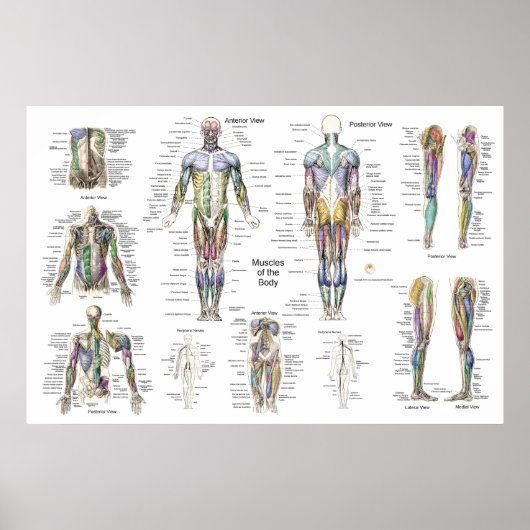 Muscle Anatomy Poster Anterior, Posterior, & Deep (Voorkant)