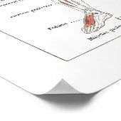 Muscle Anatomy Poster in French (Hoek)