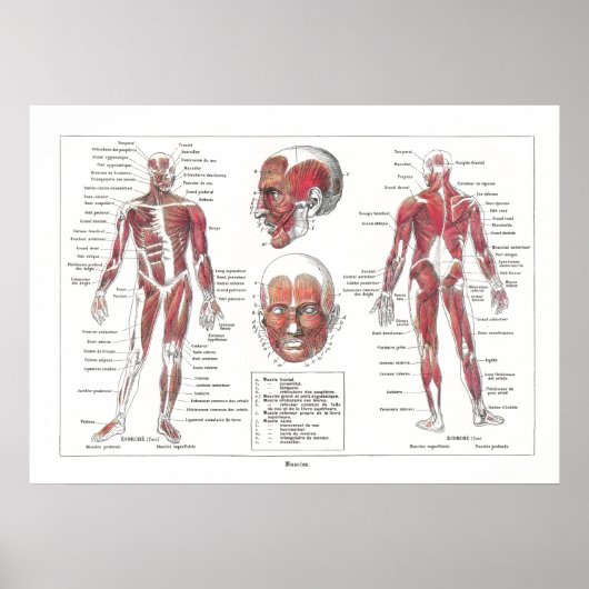 Muscle Anatomy Poster in French (Voorkant)