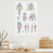Muscle Anatomy Posterior Anterior Poster (Keuken)