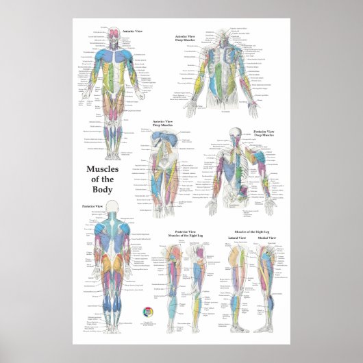 Muscle Anatomy Posterior Anterior Poster (Voorkant)