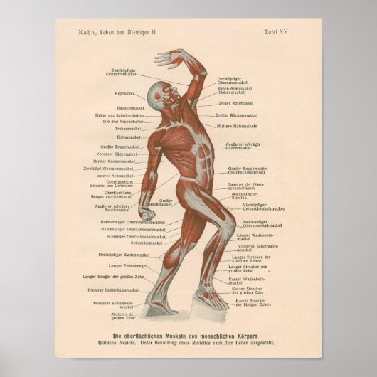 Muscle Anatomy Vintage Print in German (Voorkant)