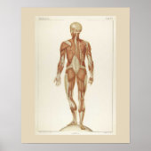 Muscles Anatomie Posterior Poster (Voorkant)