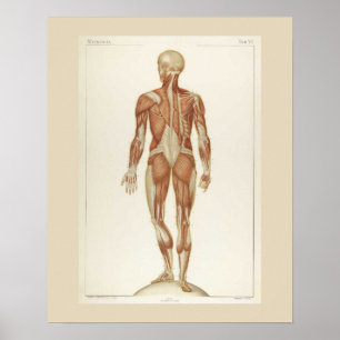Muscles Anatomie Posterior Poster