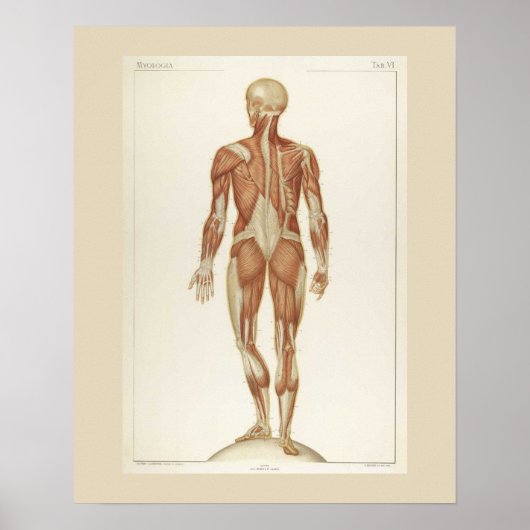 Muscles Anatomie Posterior Poster (Voorkant)