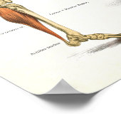 Muscles Anatomy Anatomical Chart Poster (Hoek)