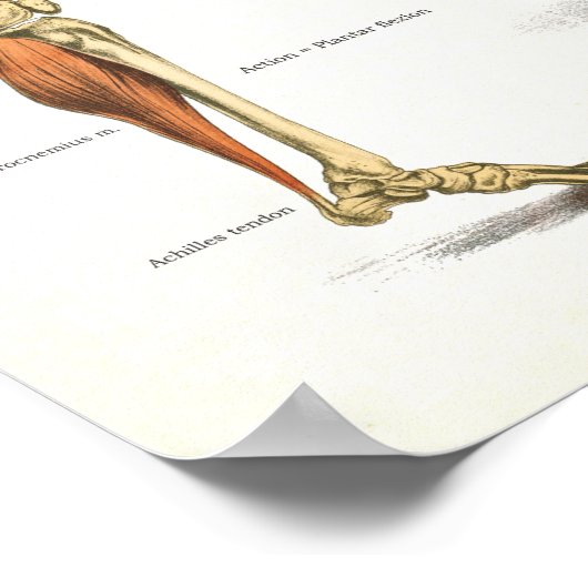 Muscles Anatomy Anatomical Chart Poster (Hoek)