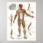 Muscles Anatomy Anatomical Chart Poster (Voorkant)
