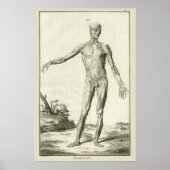Muscles, Human Anatomy beroemd gemaakt door Denis Poster (Voorkant)