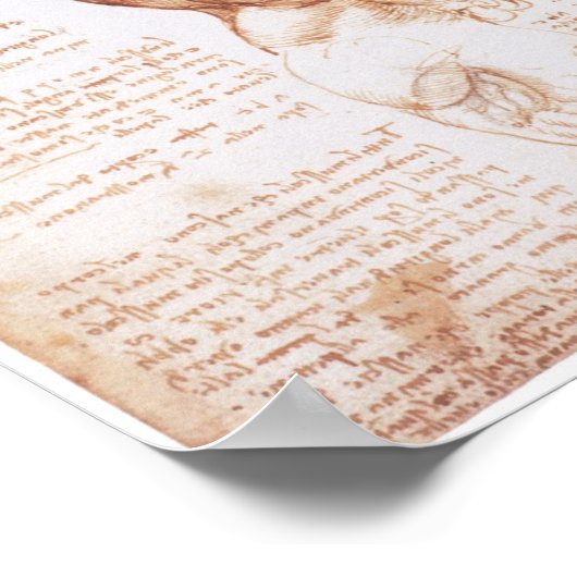 Muscles of the Torso, Leonarod da Vinci Poster (Hoek)