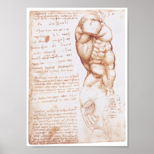 Muscles of the Torso, Leonarod da Vinci Poster (Voorkant)