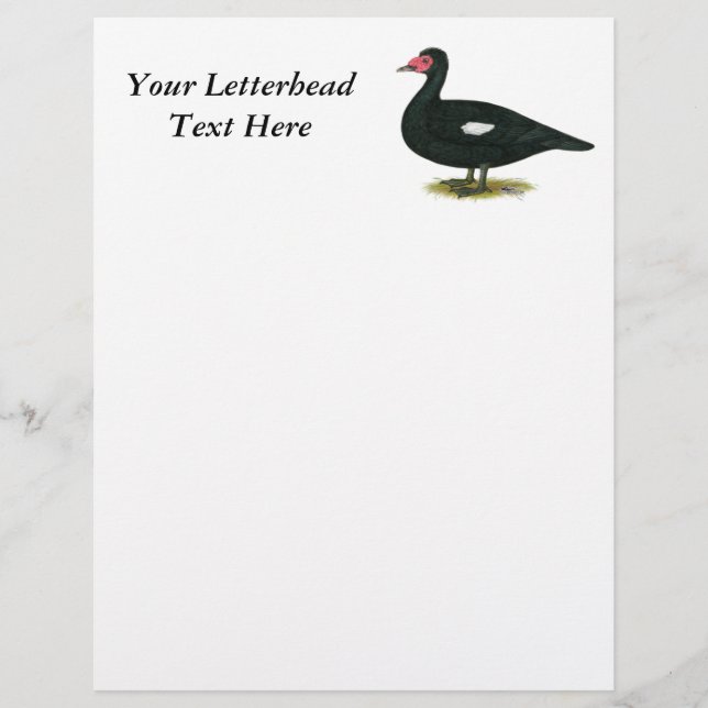 Muscovy Black Drake (Voorkant)