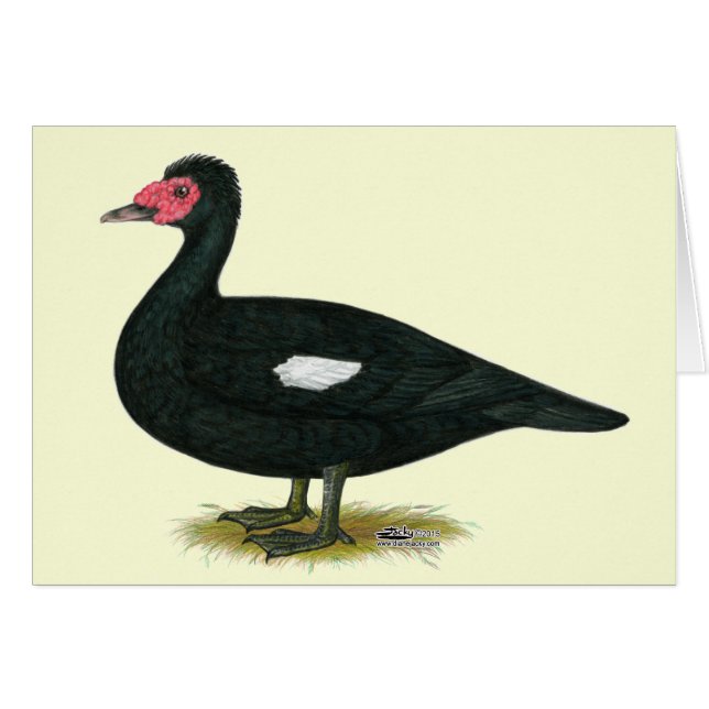Muscovy Black Drake (Voorkant Horizontaal)