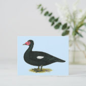 Muscovy Black Drake Briefkaart (Staand voorkant)