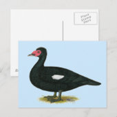 Muscovy Black Drake Briefkaart (Voorkant / Achterkant)