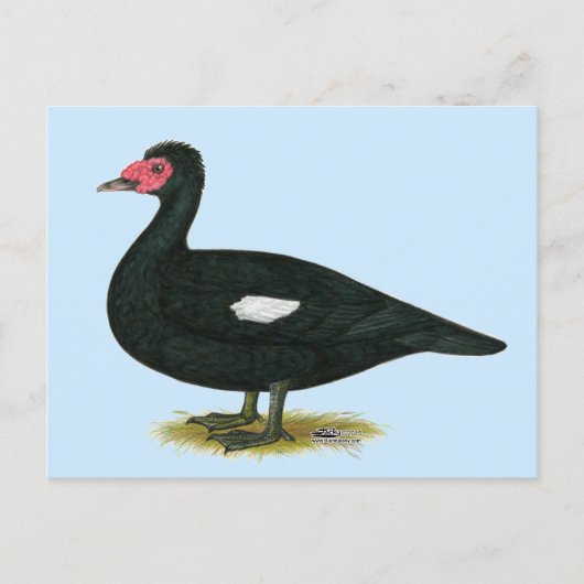 Muscovy Black Drake Briefkaart (Voorkant)