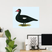 Muscovy Black Drake Poster (Thuiskantoor)