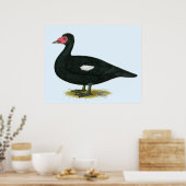 Muscovy Black Drake Poster (Keuken)