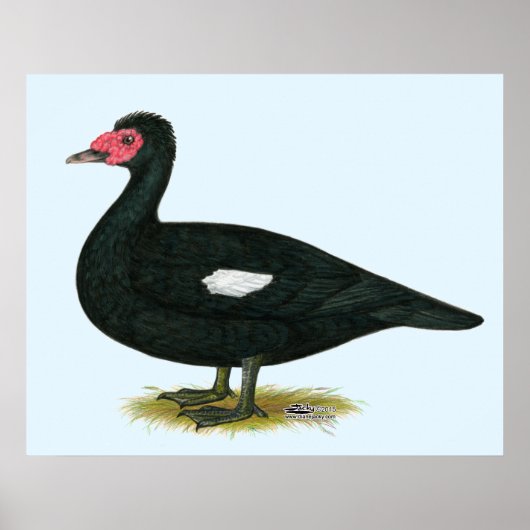 Muscovy Black Drake Poster (Voorkant)