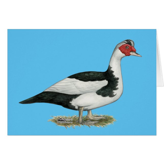Muscovy Black Pied Drake (Voorkant Horizontaal)