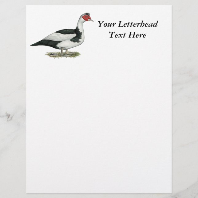 Muscovy Black Pied Drake (Voorkant)