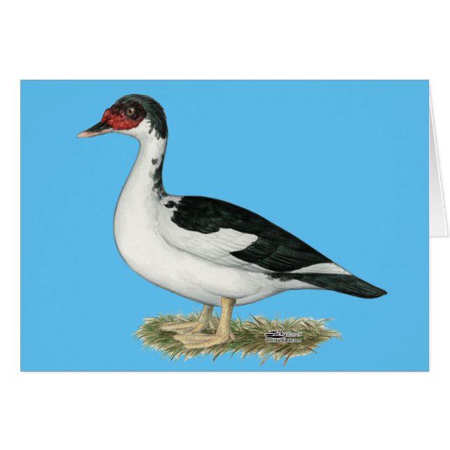 Muscovy Black Pied Duck (Voorkant Horizontaal)