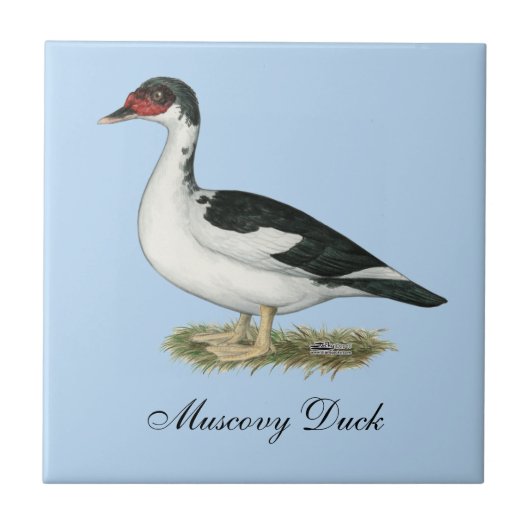 Muscovy Black Pied Duck Tegeltje (Voorkant)