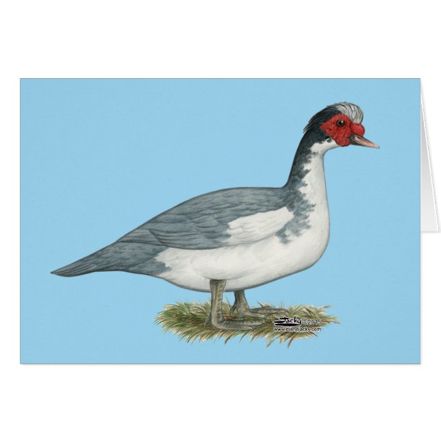 Muscovy Blue Pied Drake (Voorkant Horizontaal)