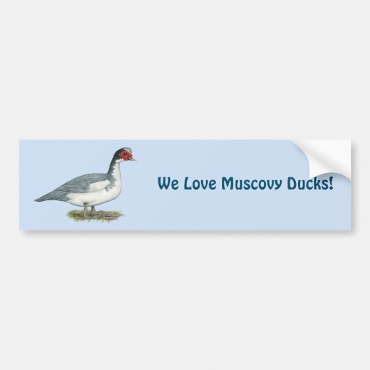 Muscovy Blue Pied Drake Bumpersticker (Voorkant)