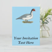 Muscovy Blue Pied Drake Kaart (Staand voorkant)
