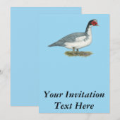 Muscovy Blue Pied Drake Kaart (Voorkant / Achterkant)