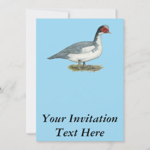 Muscovy Blue Pied Drake Kaart