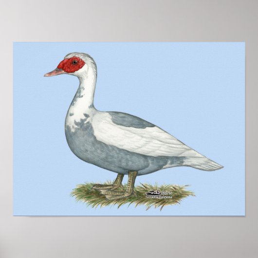 Muscovy Blue Pied Duck Poster (Voorkant)