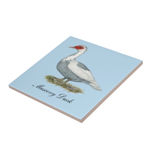 Muscovy Blue Pied Duck Tegeltje (Zijkant)