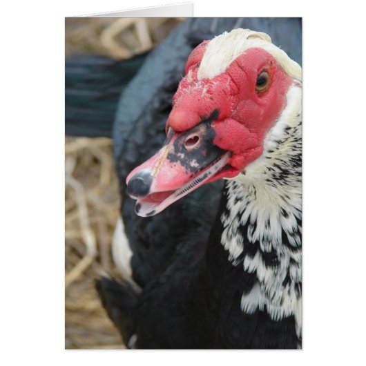 Muscovy Drake (Voorkant)