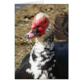 Muscovy Drake (Voorkant)
