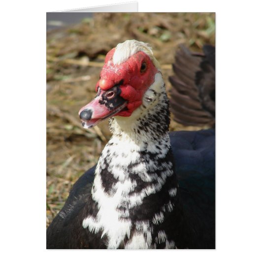 Muscovy Drake (Voorkant)