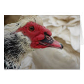 Muscovy Drake (Voorkant Horizontaal)