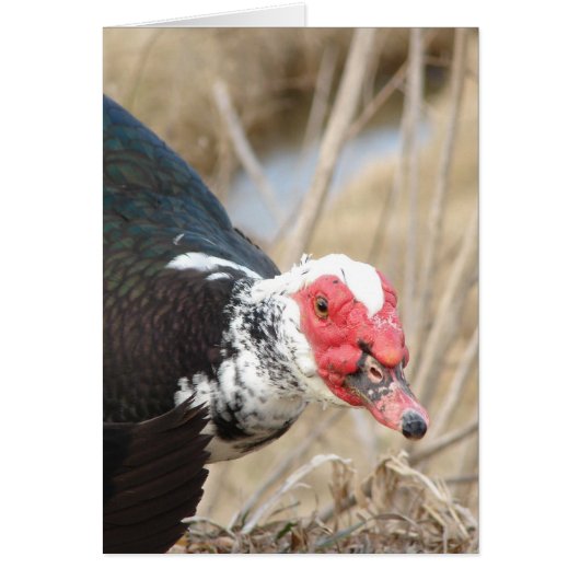 Muscovy Drake (Voorkant)