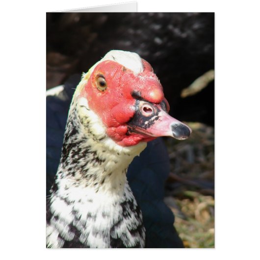 Muscovy Drake (Voorkant)