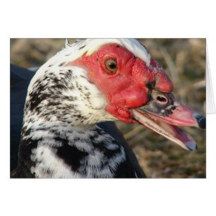 Muscovy Drake